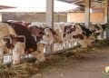 EPIZOOTIE – Les bovins du Vakinankaratra atteints d’hémoparasites, selon le ministère de l’Agriculture et de l’élevage