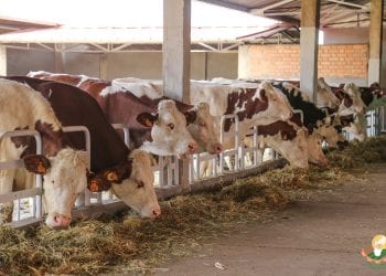 EPIZOOTIE – Les bovins du Vakinankaratra atteints d’hémoparasites, selon le ministère de l’Agriculture et de l’élevage