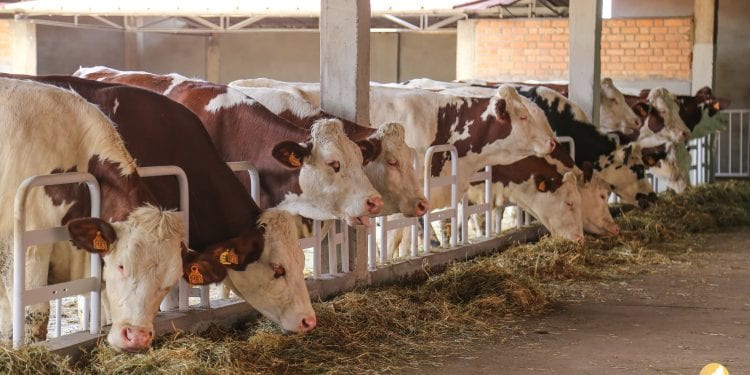 EPIZOOTIE – Les bovins du Vakinankaratra atteints d’hémoparasites, selon le ministère de l’Agriculture et de l’élevage