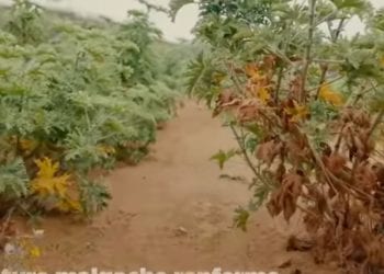 SANTE – Valoriser la biodiversité nationale à des fins thérapeutiques