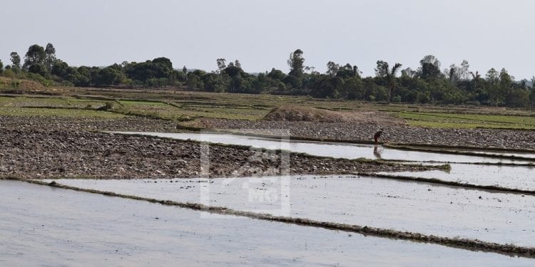 CLIMAT – Le service régional de météorologie d&rsquo;Alaotra Mangoro appelle à une bonne gestion de l&rsquo;eau pour prévenir l&rsquo;insuffisance de pluies prévue en Février dans la région