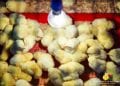 ELEVAGE – Andry  Rajoelina prône le développement de l’aviculture pour améliorer la consommation de protéine à Madagascar