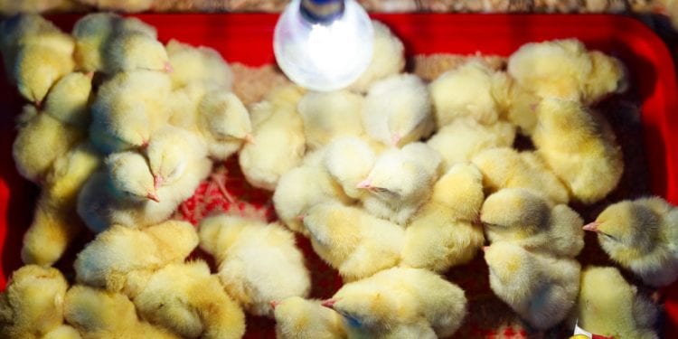 ELEVAGE – Andry  Rajoelina prône le développement de l’aviculture pour améliorer la consommation de protéine à Madagascar