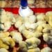 ELEVAGE – Andry  Rajoelina prône le développement de l’aviculture pour améliorer la consommation de protéine à Madagascar
