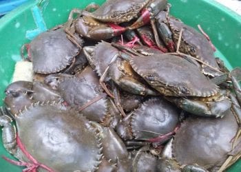 PÊCHE – La société civile dénonce toute velléité d&rsquo;abrogation de la récente décision ministérielle portant attribution de quotas d’exportation de crabes de mangroves pour 2022
