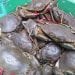PECHE – 4.750 tonnes de crabes Scylla serrata à exporter pour 2022, réparties entre 32 exportateurs, indique le ministère de la Pêche et de l’économie bleue