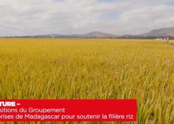 AGRICULTURE – Les propositions du Groupement des entreprises de Madagascar pour soutenir la filière riz