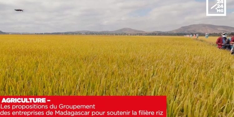 AGRICULTURE – Les propositions du Groupement des entreprises de Madagascar pour soutenir la filière riz