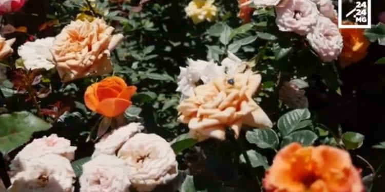 JARDINAGE – A la saison des pluies, plantons des arbres, cultivons des fleurs