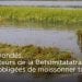 RIZICULTURE – Les soucis des paysans face à la montée des eaux.