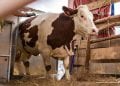 ELEVAGE – Les autorités proposent la vache laitière importée à 10 millions d’ariary l’unité