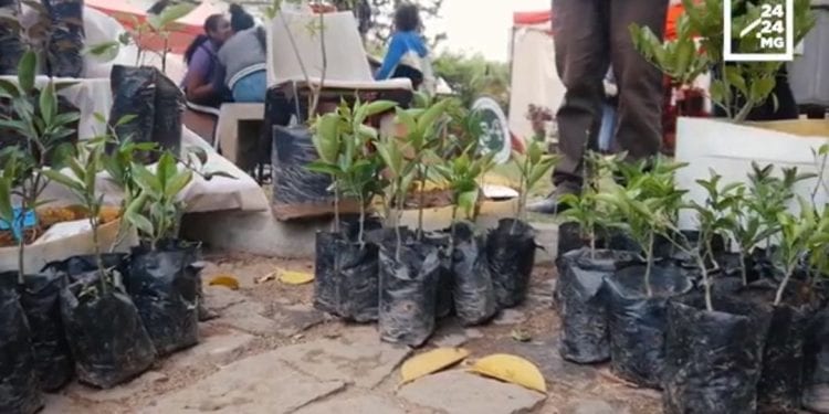 ARBORICULTURE – De mini-arbres fruitiers pour avoir des fruits presque pendant toute l’année