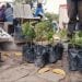 ARBORICULTURE – De mini-arbres fruitiers pour avoir des fruits presque pendant toute l’année
