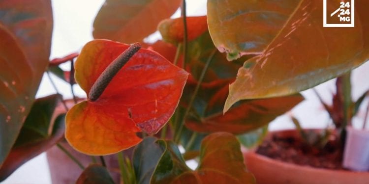 JARDINAGE – Quelle plante pour quelle pièce de la maison ?