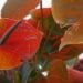 JARDINAGE – Quelle plante pour quelle pièce de la maison ?