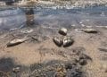 ENVIRONNEMENT – Des poissons morts découverts autour du seuil déversoir de QMM à Tolagnaro, les activités de pêche autour du site et la vente de produits provenant du site interdites