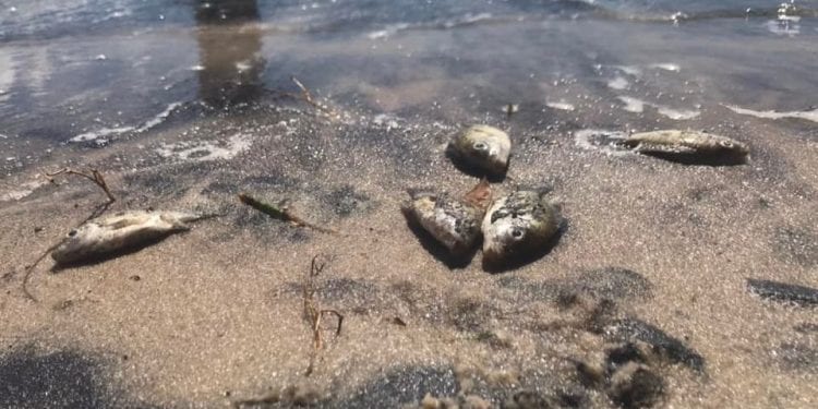 ENVIRONNEMENT – Des poissons morts découverts autour du seuil déversoir de QMM à Tolagnaro, les activités de pêche autour du site et la vente de produits provenant du site interdites
