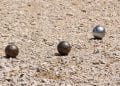 PETANQUE – Seuls les joueurs participants au championnat de Madagascar pourront intégrer l’équipe nationale, martèle le président de la Fédération de sport boules