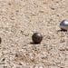 PETANQUE – Seuls les joueurs participants au championnat de Madagascar pourront intégrer l’équipe nationale, martèle le président de la Fédération de sport boules