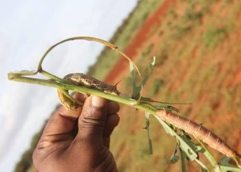AGRICULTURE – Des chenilles voraces pouvant détruire un hectare de culture en une journée commencent à infester le Sud de Madagascar, la grande récolte menacée