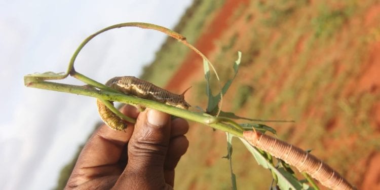AGRICULTURE – Des chenilles voraces pouvant détruire un hectare de culture en une journée commencent à infester le Sud de Madagascar, la grande récolte menacée