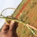 AGRICULTURE – Des chenilles voraces pouvant détruire un hectare de culture en une journée commencent à infester le Sud de Madagascar, la grande récolte menacée