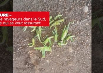 AGRICULTURE – Des insectes ravageurs dans le Sud, un ministère qui se veut rassurant