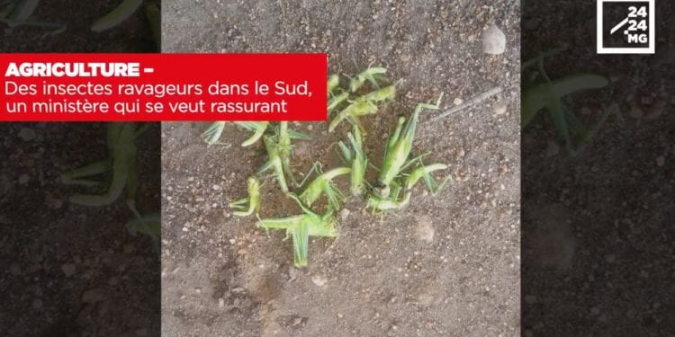 AGRICULTURE – Des insectes ravageurs dans le Sud, un ministère qui se veut rassurant