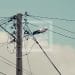 ENERGIE –  La Jirama recourt à nouveau au délestage tournant d&rsquo;électricité pour cause de travaux sur les groupes d&rsquo;Andekaleka et de pannes sur les centrales thermiques d&rsquo;Ambohimanambola