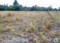 ENVIRONNEMENT – Un taux de survie de 85 % des jeunes plants mis en terre lors du lancement officiel de la campagne de reboisement 2022 à Mahanoro, selon le ministère de l’Environnement