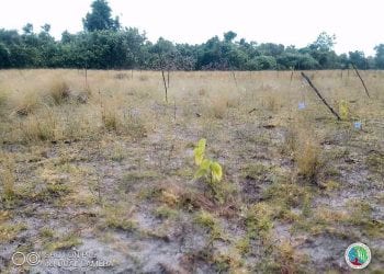 ENVIRONNEMENT – Un taux de survie de 85 % des jeunes plants mis en terre lors du lancement officiel de la campagne de reboisement 2022 à Mahanoro, selon le ministère de l’Environnement
