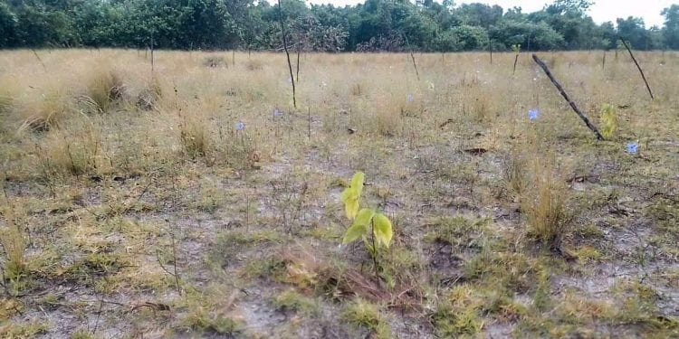 ENVIRONNEMENT – Un taux de survie de 85 % des jeunes plants mis en terre lors du lancement officiel de la campagne de reboisement 2022 à Mahanoro, selon le ministère de l’Environnement