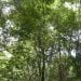 FORET – Reprise envisagée des coupes et des exploitations de bois ordinaires afin de subvenir aux besoins de la Grande île