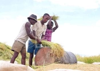 INFLATION – Le ministre en charge du Commerce dit refuser tout plafonnement du prix du riz local, il espère une baisse de ce prix avec l’arrivée de la période des moissons