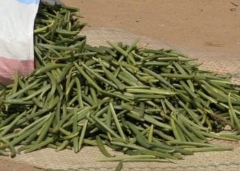 AGRICULTURE ET COMMERCE – Les planteurs de vanille ont les genoux à terre