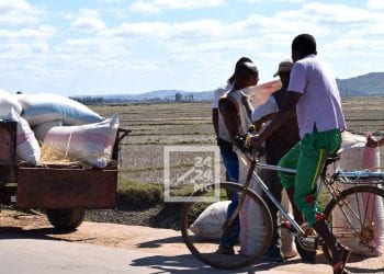 AGRICULTURE – Le paddy bradé à 900 ariary, voire moins, dans l&rsquo;Alaotra, les riziculteurs vendent à perte leurs produits, le gouvernorat de la région appelle les collecteurs et les intermédiaires à ne pas profiter des paysans