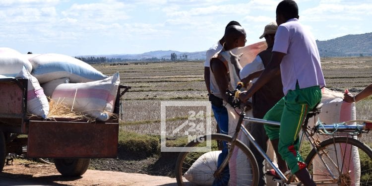 AGRICULTURE – Le paddy bradé à 900 ariary, voire moins, dans l&rsquo;Alaotra, les riziculteurs vendent à perte leurs produits, le gouvernorat de la région appelle les collecteurs et les intermédiaires à ne pas profiter des paysans