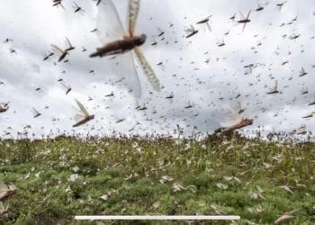 AGRICULTURE – Les appels au secours face aux essaims de criquets se multiplient dans l&rsquo;Ouest du pays, plusieurs régions du Sud et de l&rsquo;Ouest paient cher le retard de l&rsquo;arrivée des pesticides