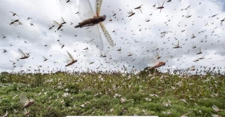 AGRICULTURE – Les appels au secours face aux essaims de criquets se multiplient dans l&rsquo;Ouest du pays, plusieurs régions du Sud et de l&rsquo;Ouest paient cher le retard de l&rsquo;arrivée des pesticides