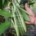 AGRICULTURE – Des associations et des coopératives de planteurs de vanille de la Sava et d’Analanjirofo réclament l’augmentation du nombre de leurs représentants au sein du Conseil national de la vanille afin de mieux faire entendre leur voix