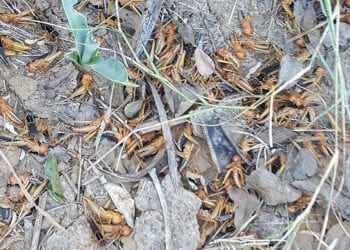 AGRICULTURE – Plus de 26.000 ha de surface agricole touchée par les criquets selon le ministre de l’Agriculture et de l’élevage qui parle d’une situation d’alerte et non d’urgence