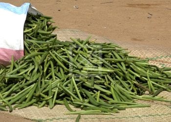 COMMERCE – Démarrage difficile de la campagne de commercialisation de la vanille verte dans le Sofia et le Diana