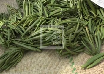 COMMERCE – Le district d&rsquo;Ambanja inaugure le début de la campagne de commercialisation de la vanille verte pour 2022, les paysans proposent leur produit à 160.000 ariary