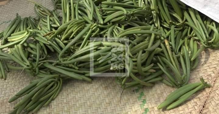 COMMERCE – Le district d’Ambanja inaugure le début de la campagne de commercialisation de la vanille verte pour 2022, les paysans proposent leur produit à 160.000 ariary