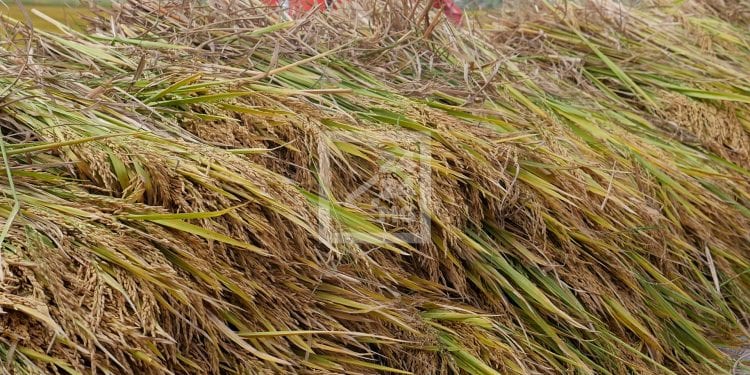 COMMERCE – Le prix du paddy à 1.150 ariary le kilo dans l&rsquo;Alaotra