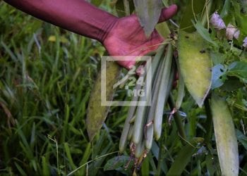 COMMERCE – L’ouverture de la campagne de commercialisation de la vanille verte fixée au 7 Juillet dans la Sava, selon le ministère de l’Industrialisation, du commerce et de la consommation