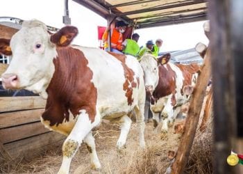 ELEVAGE – Le Conseil des ministres annonce l’importation de 1.000 têtes de vaches laitières et de 1.200 têtes de petits ruminants
