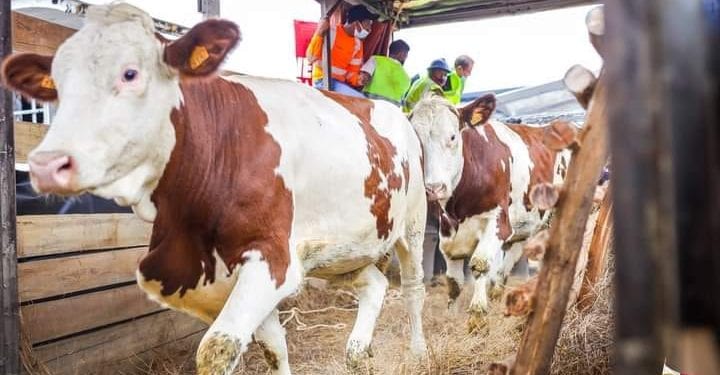 ELEVAGE – Le Conseil des ministres annonce l’importation de 1.000 têtes de vaches laitières et de 1.200 têtes de petits ruminants