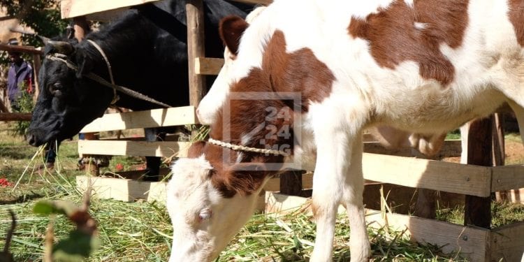 ELEVAGE – Les éleveurs de vaches laitières regrettent le bas prix du lait malgré la hausse du prix de revient
