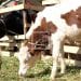 ELEVAGE – Les éleveurs de vaches laitières regrettent le bas prix du lait malgré la hausse du prix de revient